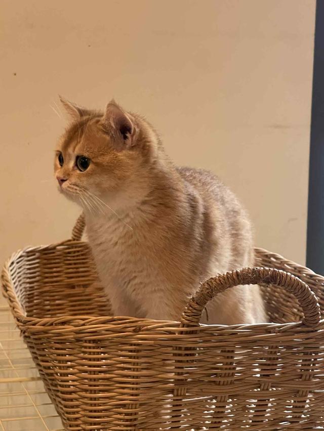 สาวน้อยบริติชแท้ คุณภาพฟาร์ม รูปที่ 4