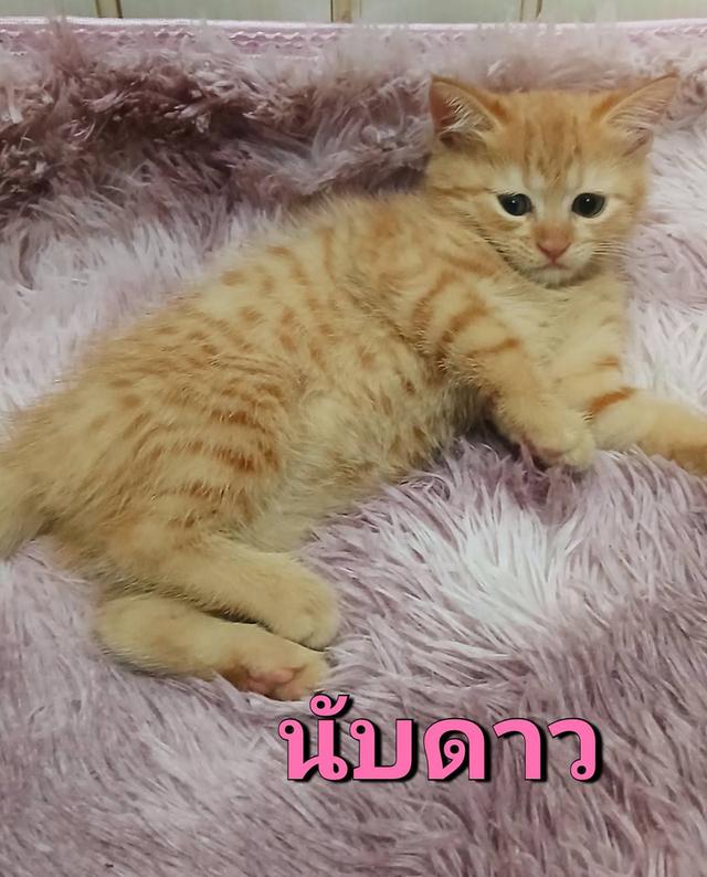 สก๊อตติช ด.ญ. 2 เดือน 3