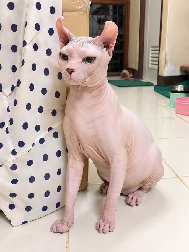 ส่งถึงบ้าน กทม.และปริมณฑล 🐾 รูปที่ 2