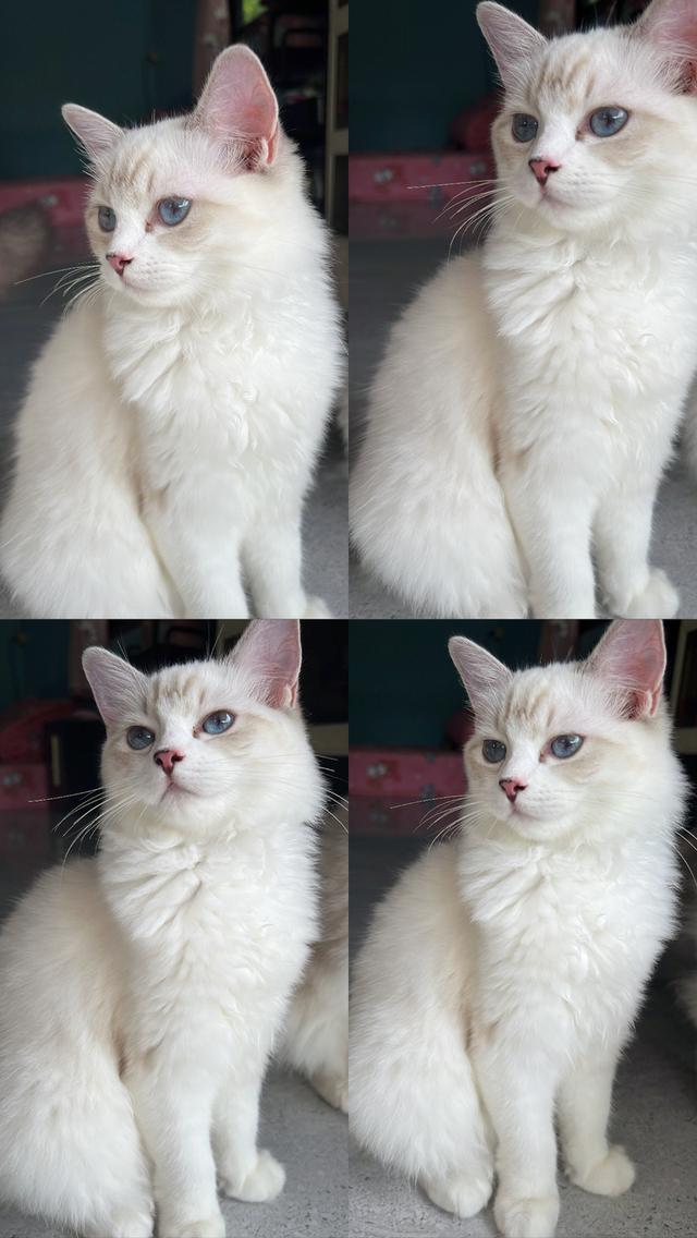 น้องแมว Ragdoll อายุ 4 เดือน ผู้หญิง พร้อมย้ายบ้านค่ะ