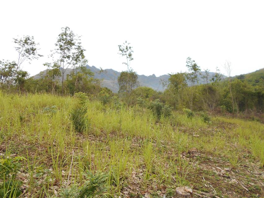 ที่ดินติดลำห้วย บ้านผาแดง ต.นายม อ.เมือง จ.เพชรบูรณ์ 4