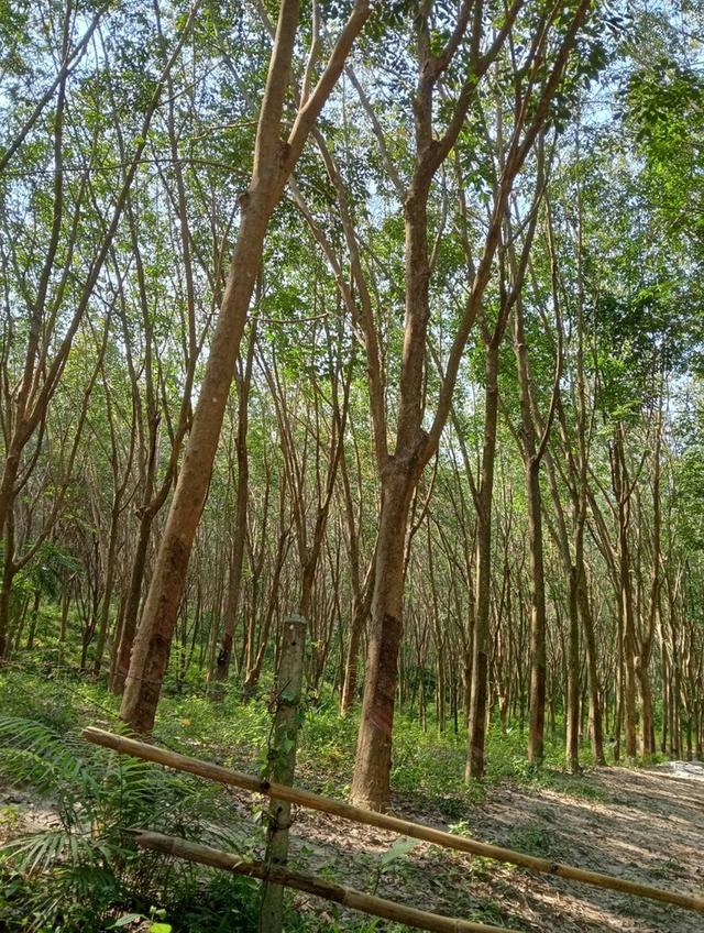 ที่ดิน สวนยางใกล้ทะเล วิวเขา ขนอม จ.นครศรีธรรมราช 4