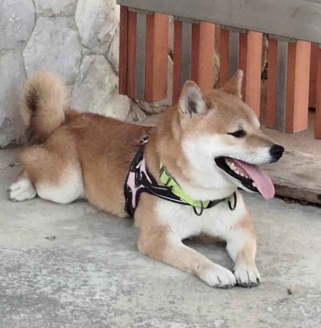 รับผสมพันธุ์ พ่อพันธุ์ชิบะ Shiba Inu ย่านหนองแขม บางบอน