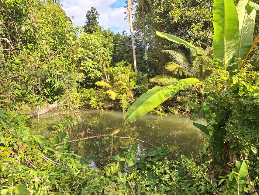 สวนทุเรียนแปลงเล็กระยอง 7