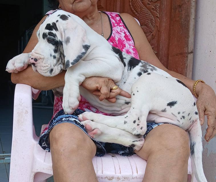 Great dane For sale เกรทเดนคุณภาพ
