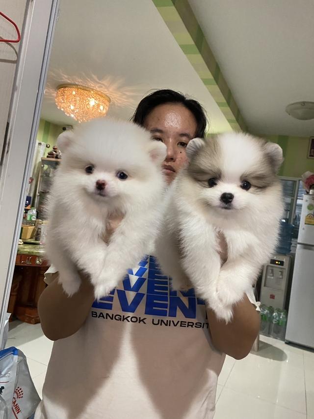 ลูกปอมเมอเรเนียนแท้ อ้วนกลมหมี สีสวย มาดูตัวจริงได้ค่ะ รูปที่ 4