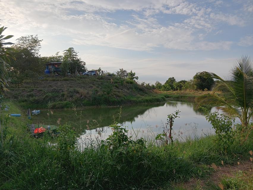 ขายด่วนที่ดินเปล่า21ไร่ ราคา3.9ล้าน ทำเลดีสวยบรรยากาศดีเหมาะทำฟาร์มรีสอร์ท อ.บ้านแท่น จ.ชัยภูมิ สนใจ0844255956 5