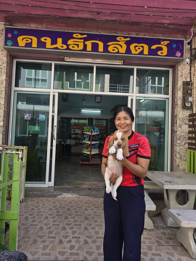 บาสเซ็ตฮาว์ดใบเพ็ดสมาคมพัฒนาพันธุ์สุนัข รูปที่ 7