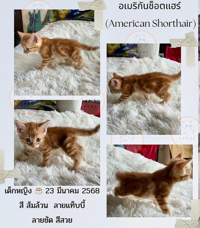 อเมริกัน ชอร์ตแฮร์ 