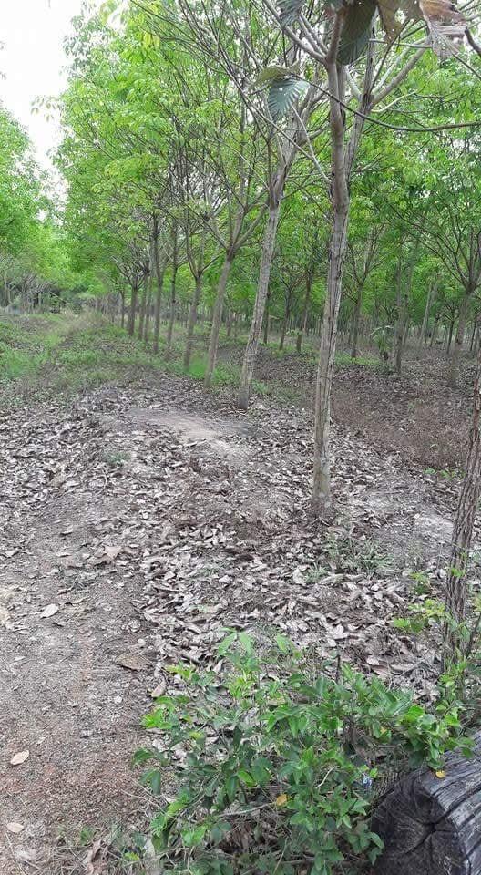 ขายที่ดิน บึงกาฬ สวนยาง+บ่อน้ำ โฉนด ครุฑแดง นส4 จ 5 ไร่กว่า เจ้าของขายเอง 7