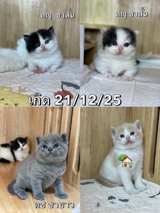 ลูกแมวมันช์กิ้น ขาสั้น ขายาว