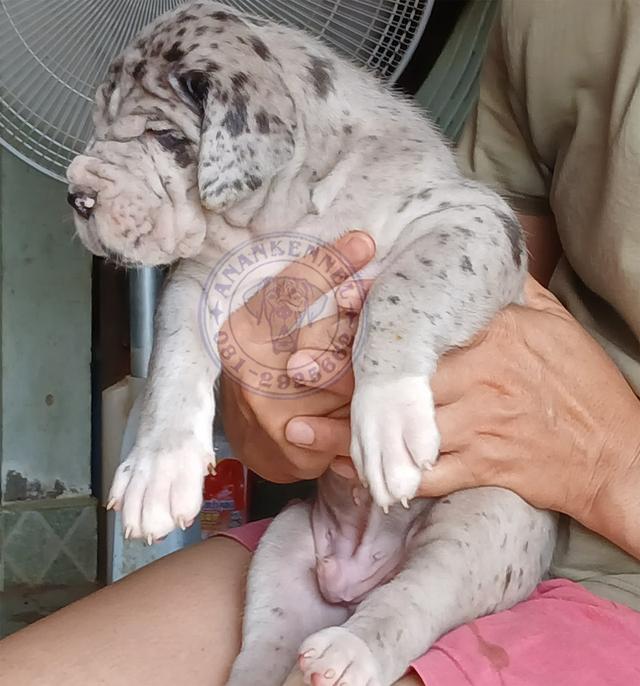 สุนัข เกรทเดน Great dane รูปที่ 5