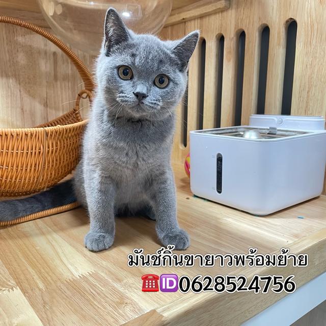 แมวมันช์กิ้นขายาวเพศชาย