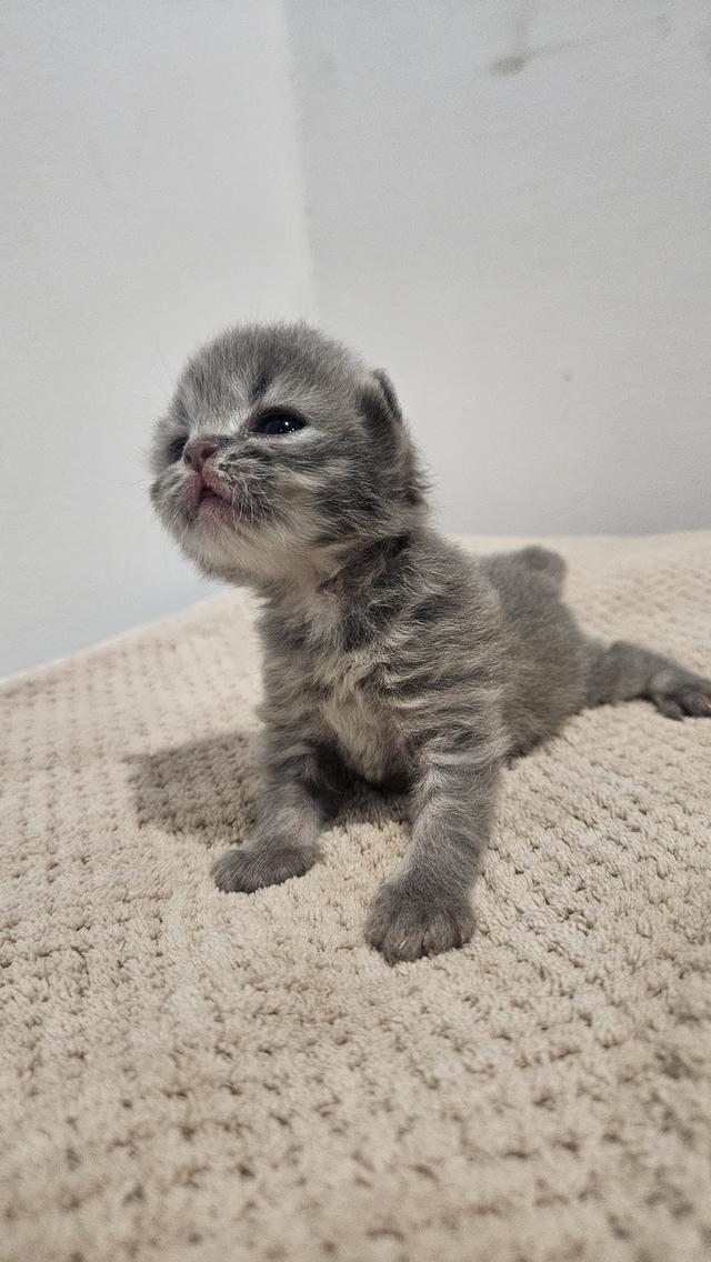 Scottish Fold  สก็อตติชโฟลด์ แท้ ระบบปิดเลี้ยงด้วยรัก รวมวัคซีน ถ่ายพยาธิ หยอดยากันปรสิตและไรหู สมุดวัคซีน 3