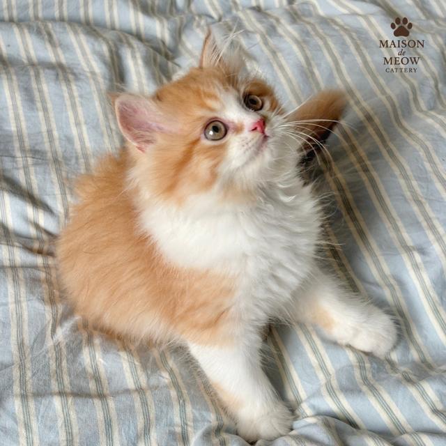 ❌ได้บ้านแล้ว เปอร์เซียส้มขาว ดช/ดญ 6