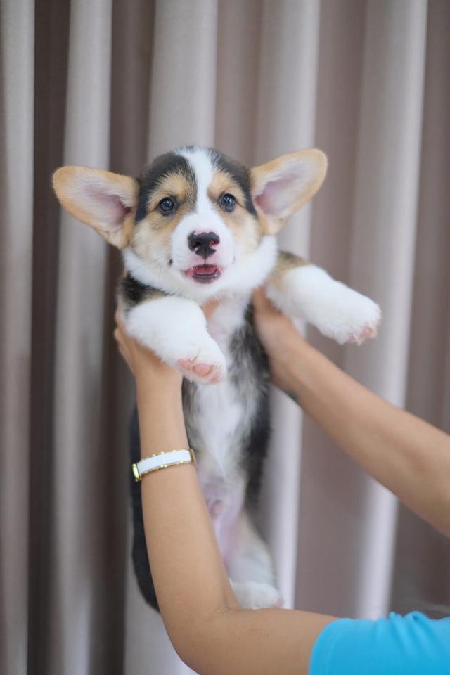 สุนัข Corgi ตัวผู้ 3