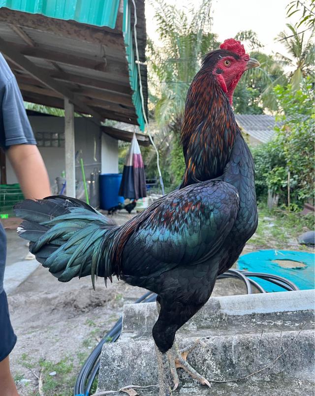 ไก่ชน สีเขียวประดู่ 4