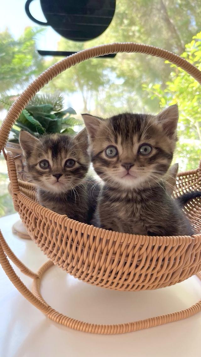 แมวสก๊อตติชโฟลด์ มีใบเพด scfc รูปที่ 3