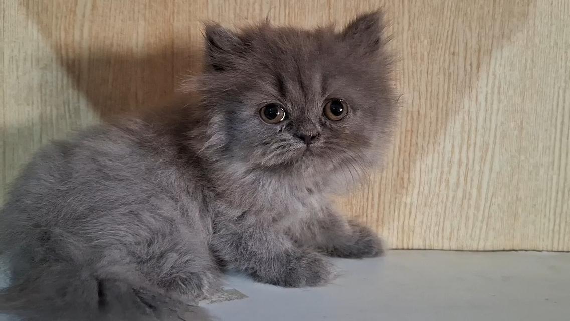 ลูกแมวบริติชสีบลูเพศหญิง รูปที่ 4