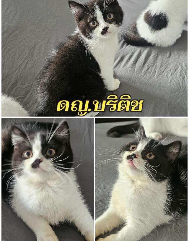 แมวบริติชกทม นวมินทร์ แวะมาดูน้องๆได้ทำวัคซีนตรวจโรคและสุขภาพให้ก่อนบ้านทุกคนทักด่วน:banndd