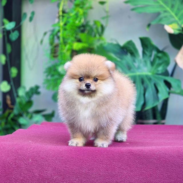 ปอมหน้าหมี