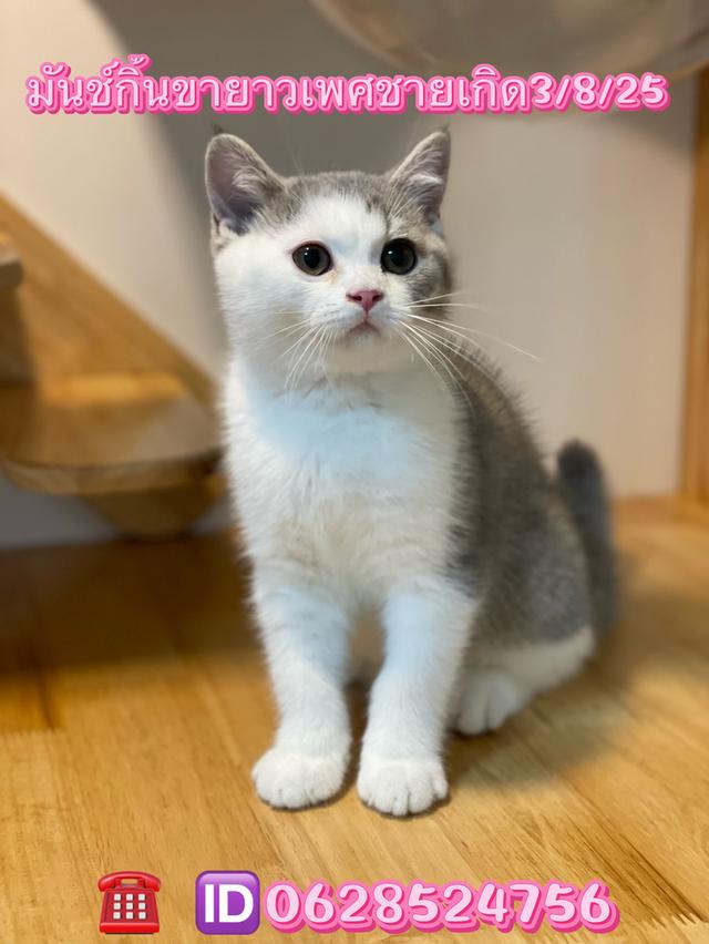 แมวมันช์กิ้นขายาว