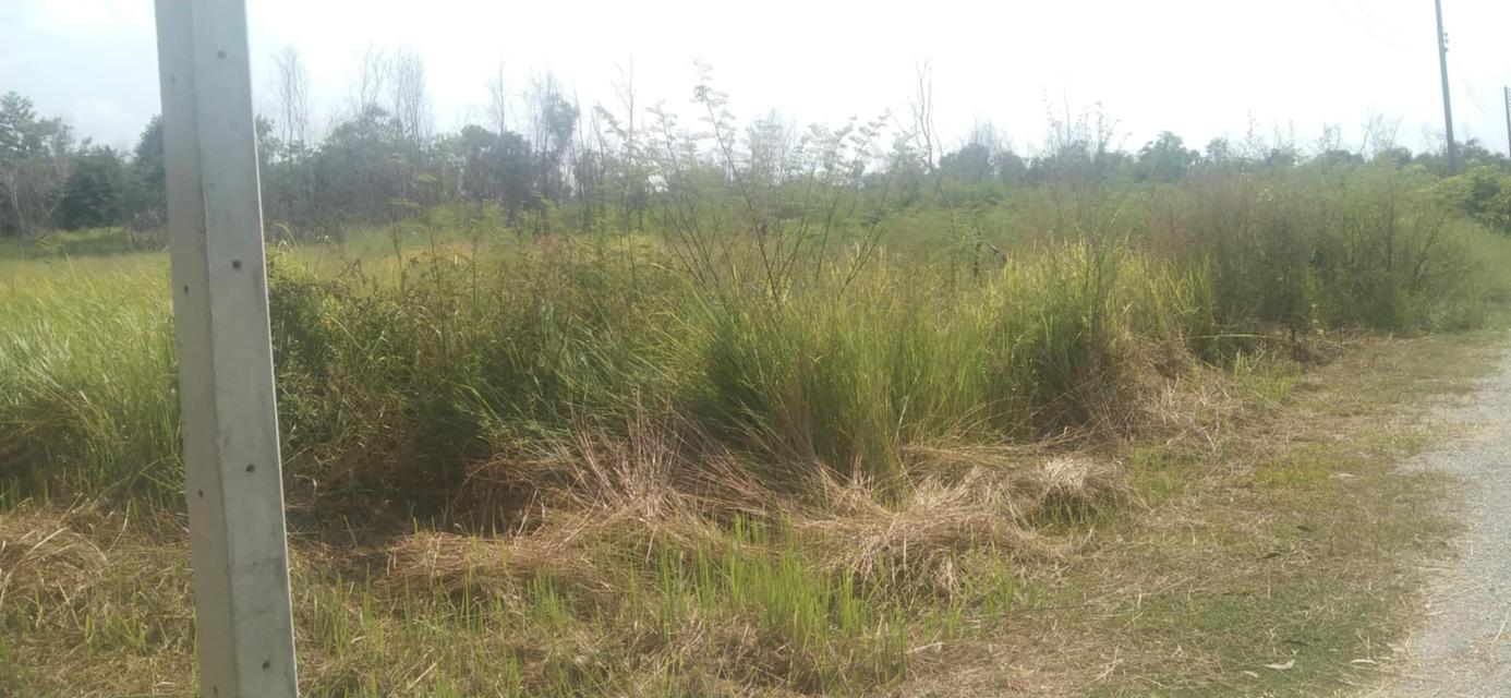 ขายที่ดินโฉนดครุฑแดง 4 ไร่ 8