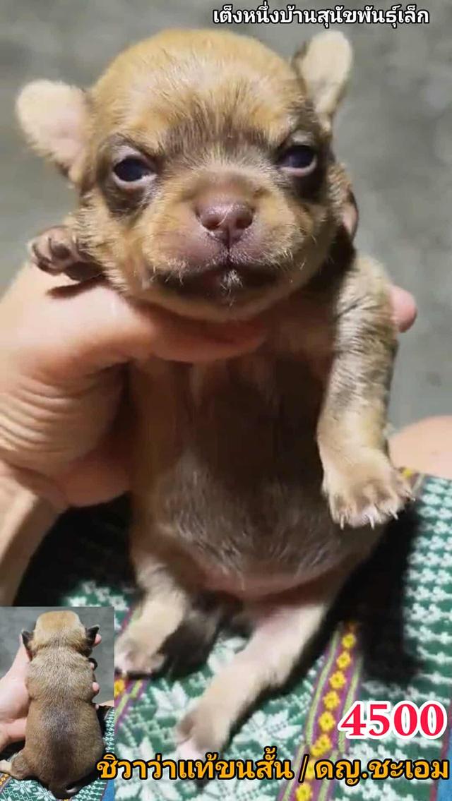 เปิดจอง ชิวาว่าเเท้ขนสั้น 