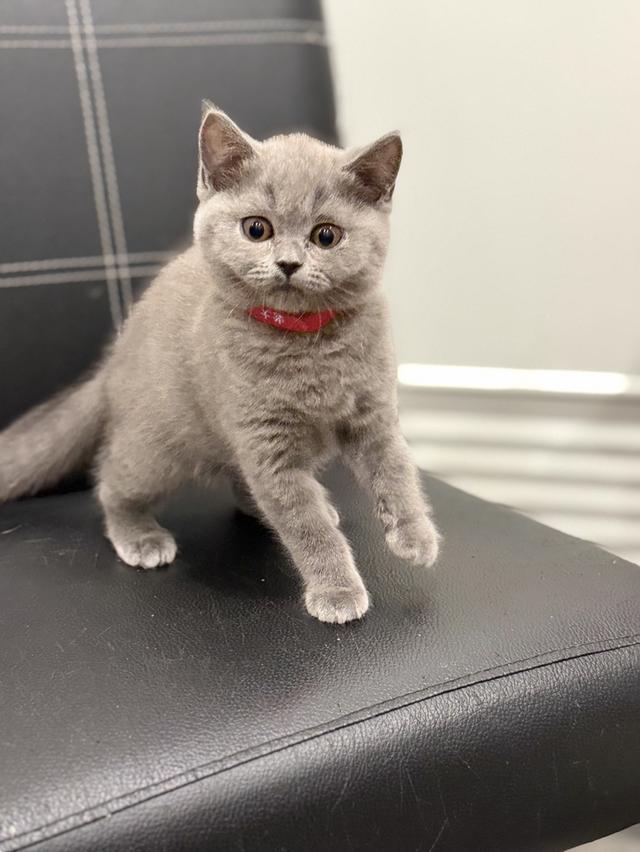 บริติช ช็อตแฮร์ สีบลู รูปที่ 2