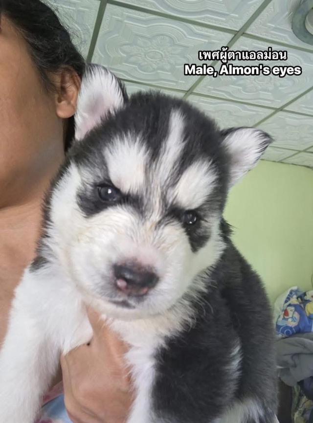 ไซบีเรียนวูดลี่โค้ช ชาย3หญิง1 4