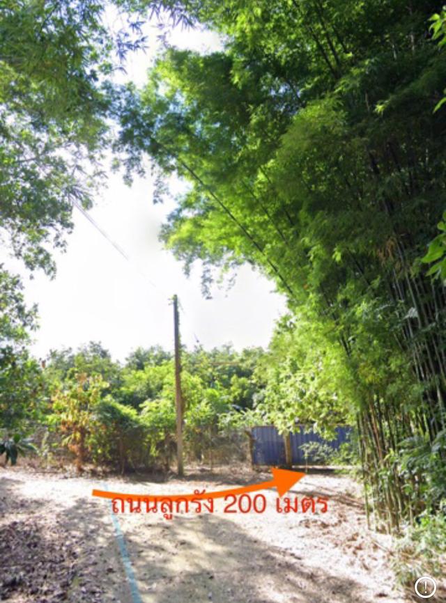ขายสวนเงาะอยู่หลังเซเว่นตลาดสดทุ่งช้าง 12