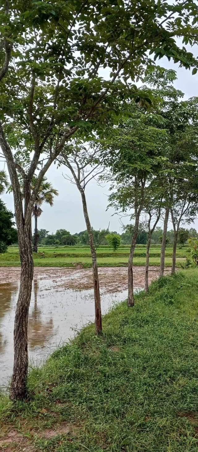 ขายที่ดิน บ้านนาดี ยางตลาด กาฬสินธุ์ ไม่ไกลจากวัดบูรพาราม 9