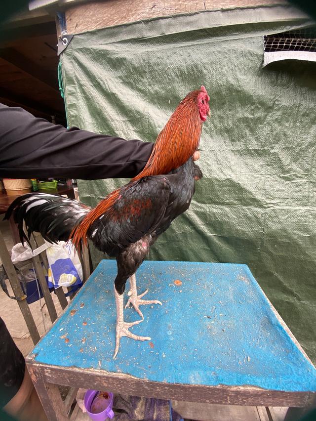 ไก่ชนสายพันธู์ต่างๆcicken