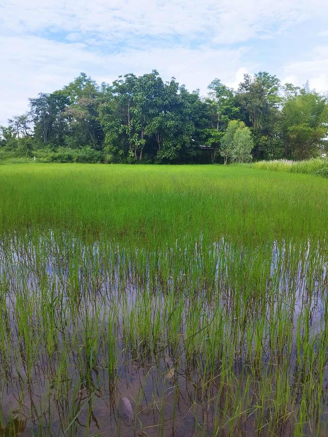 ขายที่ดิน 1 ไร่ ใกล้คำชะโนดจังหวัดอุดร 1