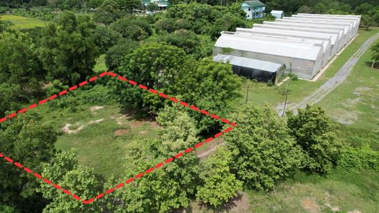 (ขาย)ที่ดิน 200 ตารางวา มีโฉนด ถมแล้วเต็มพื้นที่ หน้าโรงพยาบาลปากพลี ขาย 7 แสนบาท 14