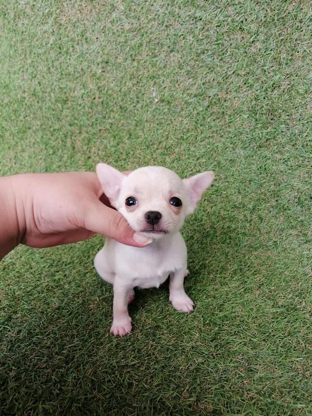 ชิวาว่าเเท้ขนสั้น ช. 2