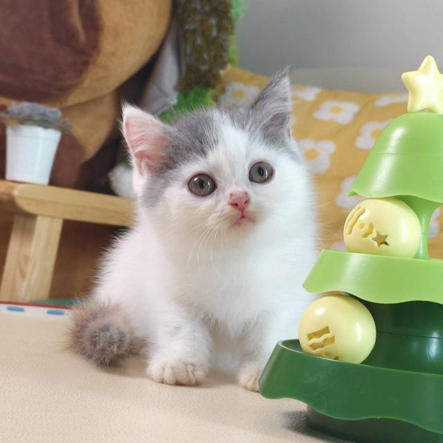 แมว สก๊อตติช Scottish Oscat cattery chiangmai รูปที่ 7