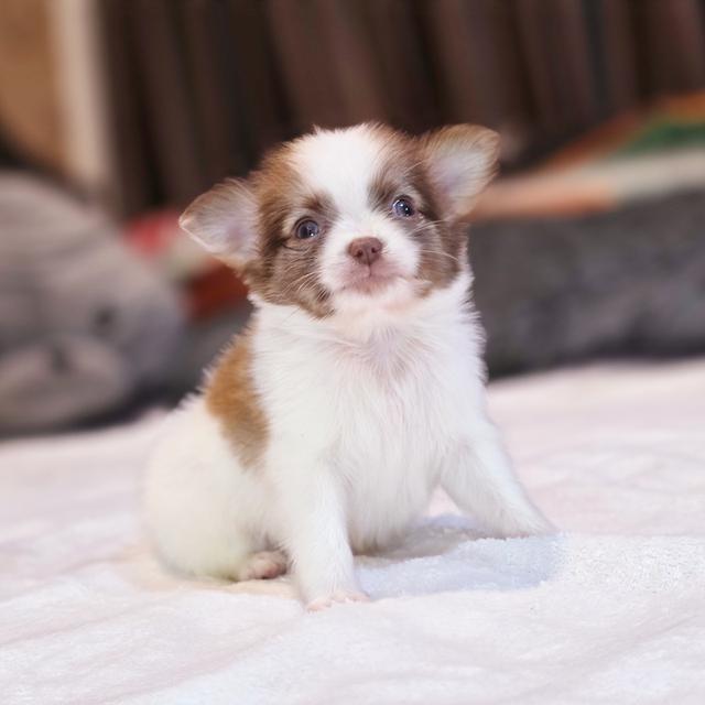 น้องขั้นเทพชิวาวาแท้ขนยาวพร้อมแสบแล้วจ้า 5