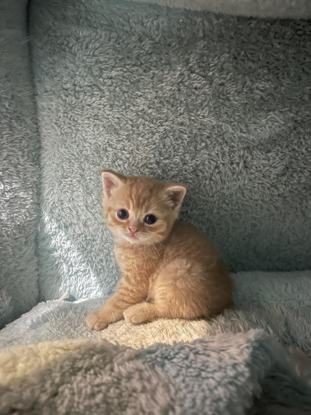 ลูกแมว British Shorthair + Scottish Fold
