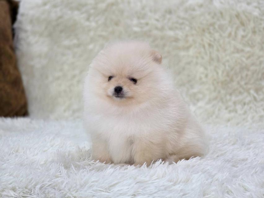 ปอมเมอเรเนียนแท้ สีขาว และสีขาวครีม เพศผู้ พิกัดรามอินทรา