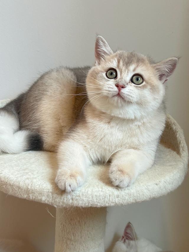 แมว British Shorthair รูปที่ 5