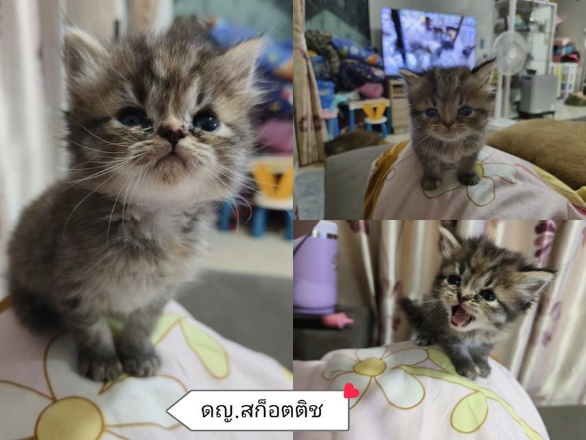 แมวสก็อตติช
