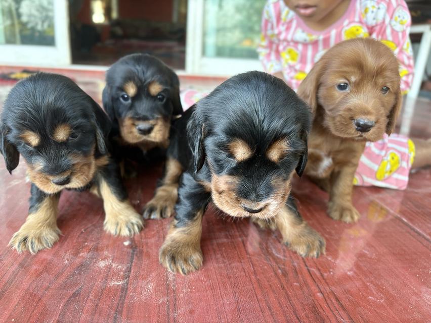 ค็อกเกอร์ สเปเนัยล