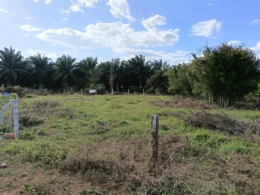 ที่ดินเปล่าเนื้อที่ขนาด1ไร่ 4