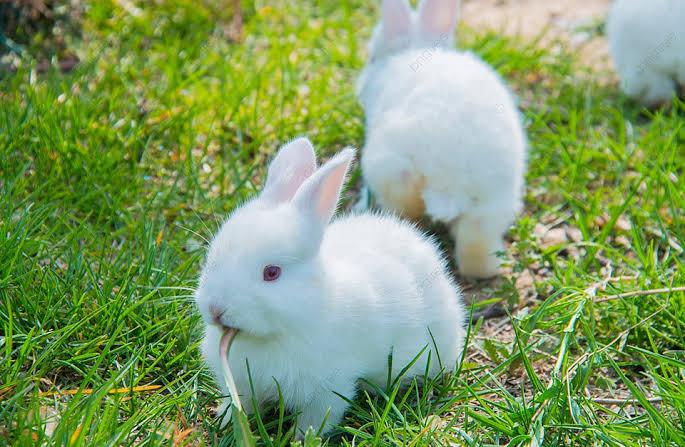 กระต่ายเร็กซ์ สีขาว 2