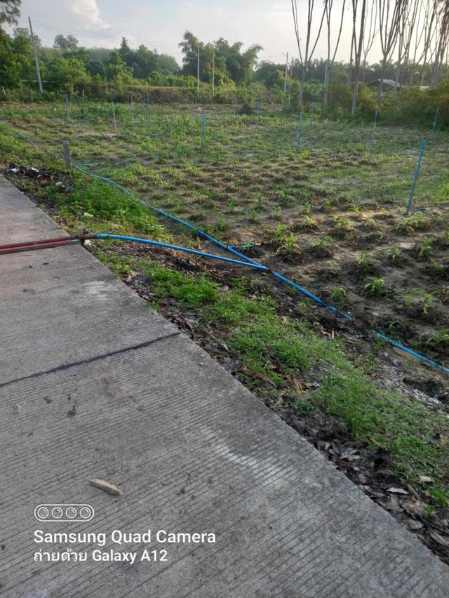 ขายที่ดิน 8 ห้อง  พิกัดหลังชลประทานนาทวี เขตเทศบาลนาทวี อ.นาทวี  1