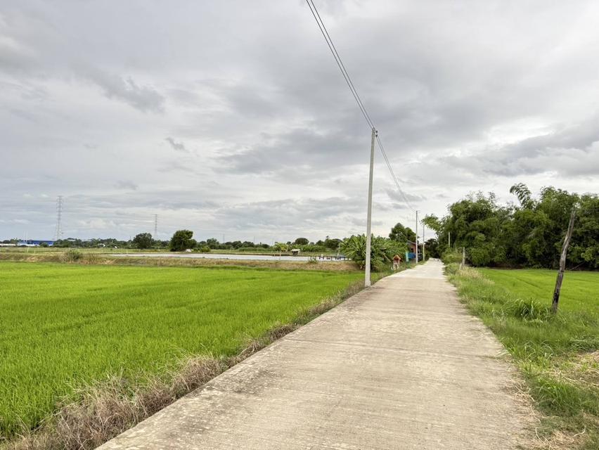 ขายที่ดินบางเตยแปดริ้ว 3 ไร่ ติดถนนคอนกรีต ใกล้ถนนวงแหวนเลี่ยงเมือง365-4กม. เมืองฉะเชิงเทรา 3