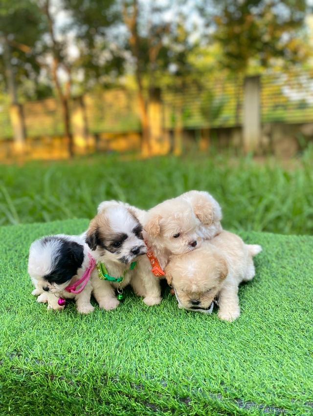 ชิสุห์พุดเดิ้ล ไซส์เล็ก น่ารักมากๆ ช4 ญ1 รูปย่อยที่ 3