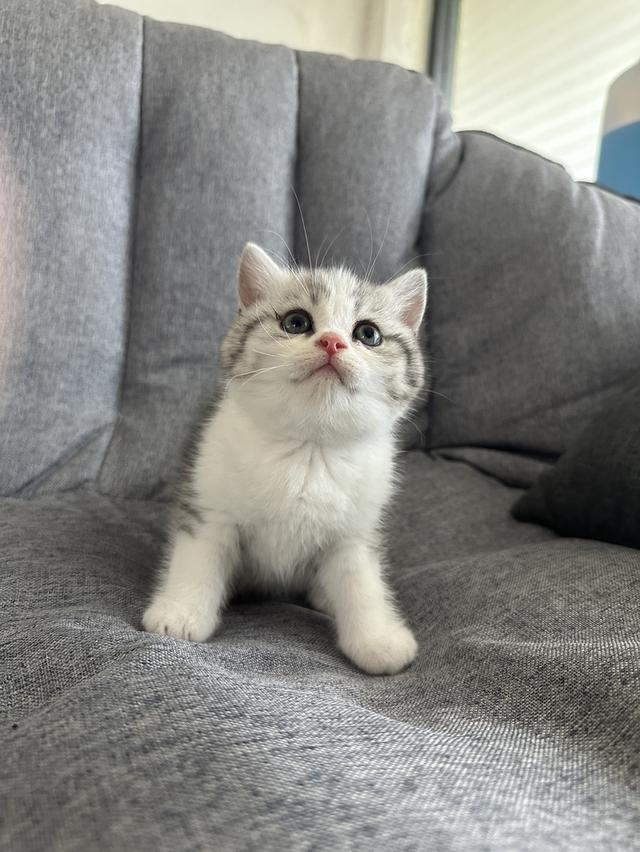 munchkin ขายาว เพศชาย รูปที่ 4