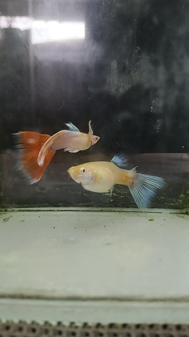 หางนกยูงตาแดงคู่ละ80บาท รูปที่ 12